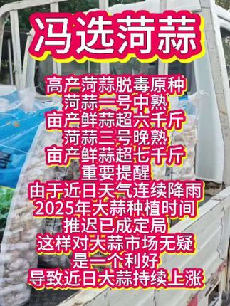 #蒜种 #大蒜新品种 #大蒜种植 #高品质 #我要上热门 菏蒜种植时间