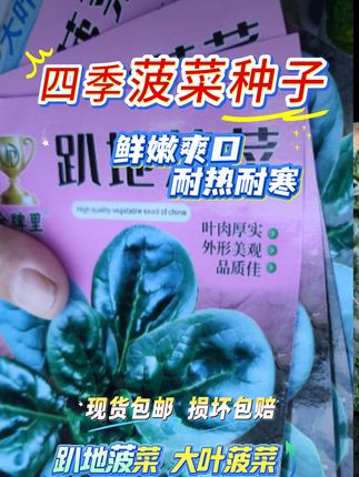 四季菠菜种子 #蔬菜种子 #三农种植 #种植小技巧 #抖音助农扶农 #三农