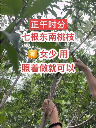 东南桃枝的妙处,老师傅建议,有用!#亲测分享 #五色绳桃木 #五色线捆桃树枝的寓意 #国学文化
