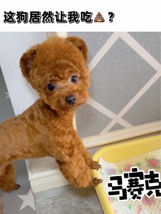 米奇是只小泰迪