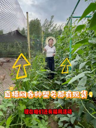 好用的玻璃纤维空心包粘立柱大棚杆,搭平棚,顶棚,吊棚,鸡舍鸭舍防护栏。轻便,使用年限长,还不怕晒不怕冻,现在还有福利活动,还在等什么赶紧来下单。#玻璃纤维杆拱棚支架 #大棚 #立柱 #大棚种植 #大棚管厂家