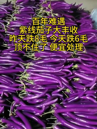 山东紫色长线茄 产地直发#优质农产品 #紫线茄 #好吃不贵经济实惠