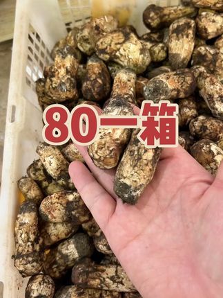 精品小松茸,238两斤,顺丰包邮,性价比超高,小不是它的缺点,缺点是货太少#松茸 #食用菌 #菌子的季节 #鸡枞 #青头菌