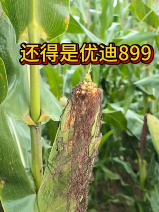 #凉农三宝@凉农三宝旗舰店#俞博言 一路走一路看,还是优迪899最好看