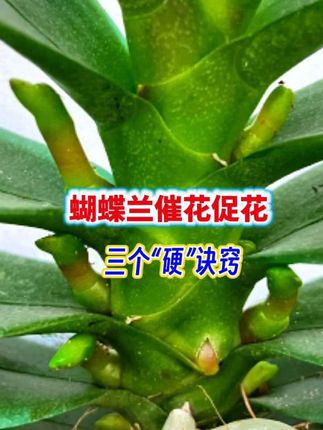 蝴蝶兰催花促花,新手花友的三个诀窍#蝴蝶兰 #蝴蝶兰养护 #蝴蝶兰催花 #多箭王 #养花小知识