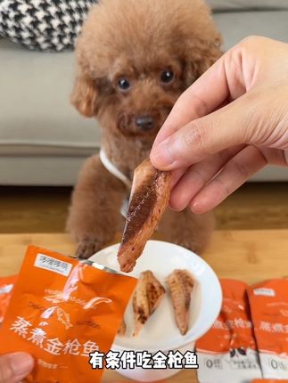 狗狗吃金枪鱼好处多多的嘞#萌宠好物 #狗零食 #宠物鱼油 #新手养狗