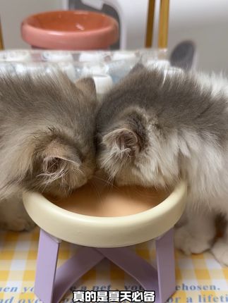 地狱厨房的彩虹奶昔 真的是小猫咪夏日补水神器 少见的主食汤包 小猫嘎嘎爱喝#地狱厨房 #地狱厨房彩虹奶昔 #主食汤包 #猫咪补水 #萌宠好物