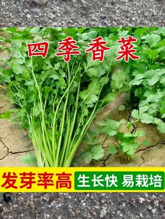 家人们又到了刷火锅的季节了,只要有草的地方就可以撒种子。这款香菜耐高温耐雨水耐冷耐热,而且发芽特别快,都是自己用好了才推荐给你们的#自己种菜 #强烈推荐 #阳台种植 #农业种植 #助手抖音