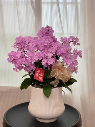 蝴蝶兰樱花,花朵小巧玲珑,非常可爱的一款花花#蝴蝶兰 #蝴蝶兰基地 #鲜花