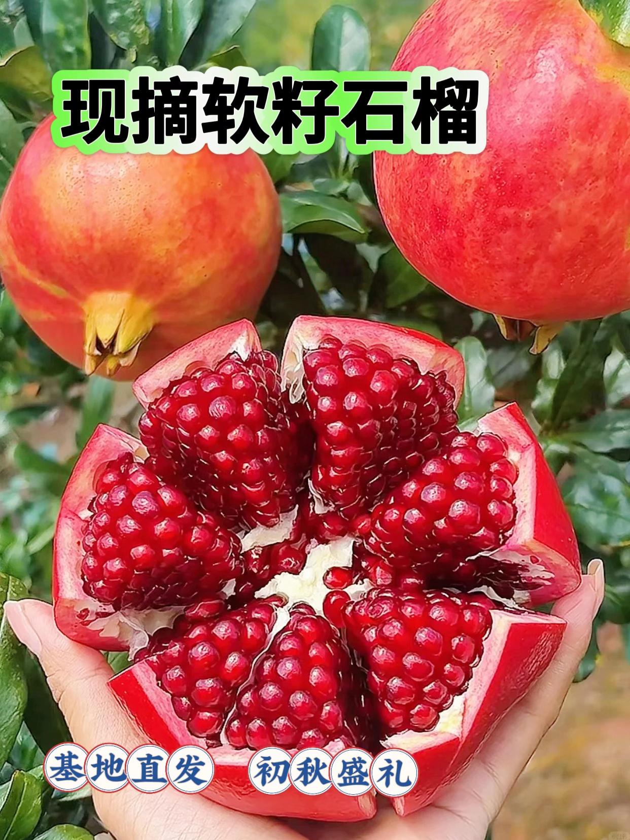一口爆汁的软籽石榴,日子像它一样红火。基地直发,新鲜采摘的软籽石榴真是初秋大礼! 寓意好,又好吃,像红宝石一样,含有丰富的天然花青素,对皮肤超好!😋 籽是软的,不用吐,嚼嚼就化开👍 汁水巨多,一咬就噗滋溅出,清甜不齁嗓 果肉又红又饱满!一勺挖下去像挖宝石,太美味啦! 冰镇后甜度upupup!! 没事啃一颗,真的好开心好满足! 会理突尼斯软籽石榴中秋送礼、自己吃都不错! #石榴 #软籽石榴 #红石榴 #会理石榴 #突尼斯软籽石榴
