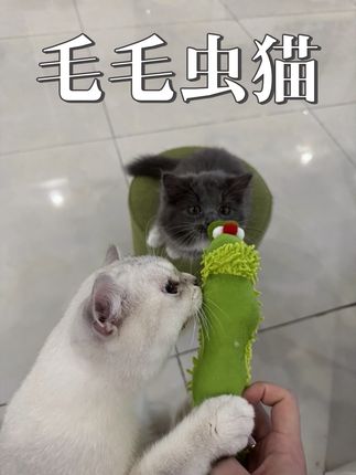 毛毛虫配毛毛虫猫。 挂着一个猫薄荷,怪不得这么喜欢。 #银点 #夹子猫 #蓝猫 #猫玩具 #小奶猫的成长日记