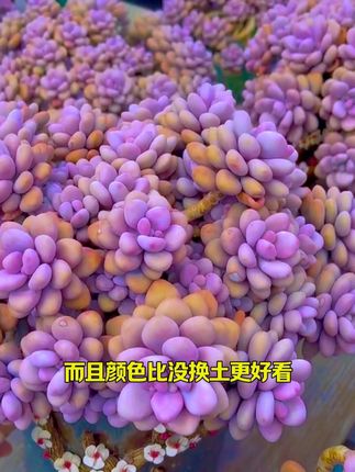 给家里的多肉颗粒土换成颗粒土不仅根系长满了!而且颜色也好看了,现在还有活动!9.9到手十二斤!#爱生活爱养花 #多肉养护 #花卉绿植 #多肉颗粒土#颗粒土