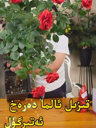 قىزىل ئالما دەرەخ ئەتىرگۈل #红苹果棒棒糖 #好物推荐 #养花知识