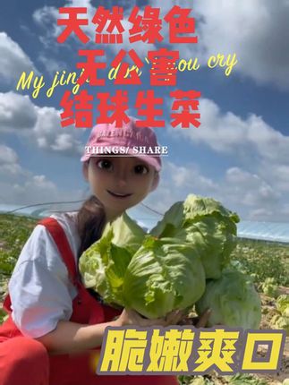 清脆爽口的结球生菜,天然绿色无公害,健康沙拉必备!🥬💚 ,#纯天然绿色蔬菜 #健康饮食