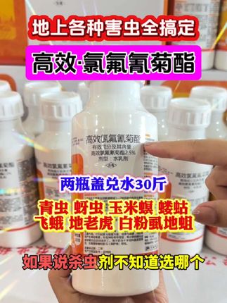 地上各种害虫全搞定#高效氯氟氰菊酯 #病虫害防治 #地上地下害虫通杀 #服务三农支持三农 #我的农资之路