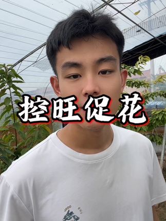 控旺促花 #吉强农业 #大樱桃种植管理