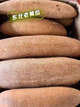 东北老黄瓜种炖汤凉拌老鲜灵了#老黄瓜#东北老黄瓜#瓜果蔬菜 #家常菜