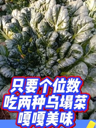 #太好吃了 #乌塌菜种子 #每日分享 #耐寒蔬菜种子 #农业种植