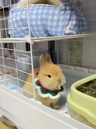 给大家更新有点慢,是因为我也是第一次养兔兔在试
这些东西好不好用这个!
我是一个嫌麻烦的人怎么简单怎么来😅
其次就是这个厕所,我用了好久,真的很有用,我用的最简单的汉堡厕所方法~
还有这个水壶真的好用#兔子 #宠物 #记录真实生活 #侏儒兔 #萌宠出道计划