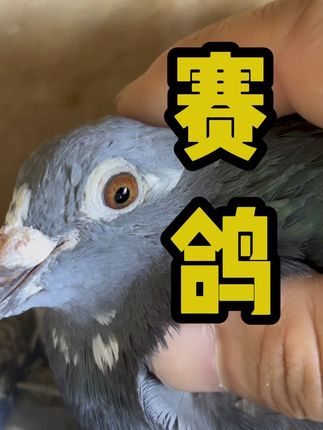朋友们对这个训放有什么看法,说出你的见解。 #职业赛鸽 #信鸽赛鸽 #赛鸽运动 #赛鸽欣赏 #幽幽信鸽