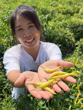 又到了腌制泡椒的季节了,野山椒特别的香辣#野山椒 #小米辣
