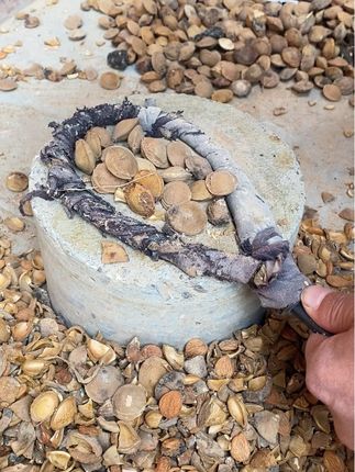 农家现砸现发甜杏仁、#特产美食推荐官