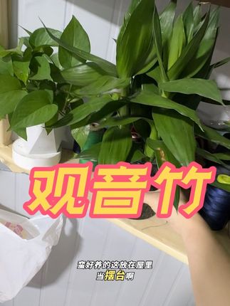 养了20天左右根全部长出来了,太好养的竹子# #室内花草植物盆栽 #观音竹#绿植盆栽花卉 #富贵竹 #好东西一起分享