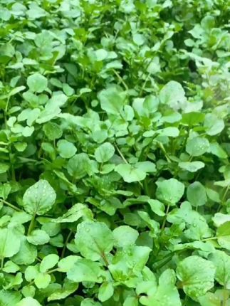 #广东西洋菜种子#豆瓣菜种子#水芥菜籽#四季阳台庭院家庭种植蔬菜种子#