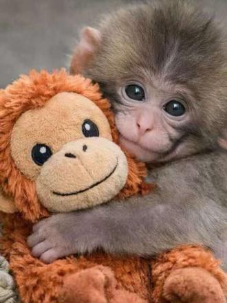 愿生活被温柔以待 #Punch #猴子潘奇