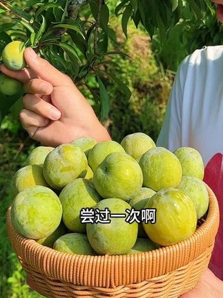 一口香甜多汁,二口果香味浓,真的好吃停不下来!,#李子 #李子熟了 #青脆李 #现摘现发 #新鲜