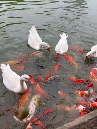 即食海参,随时随地滋补美味。忙碌生活别忘养生!即食海参开袋即食,免去繁琐泡发。肉质软糯,营养满满,富含多种营养元素。上班间隙、旅行途中,随时来一根,轻松滋补,美味与健康同行,赶快下单!#即食海参 #健康食材 #海鲜美食 #强烈推荐 #快来一起尝个鲜