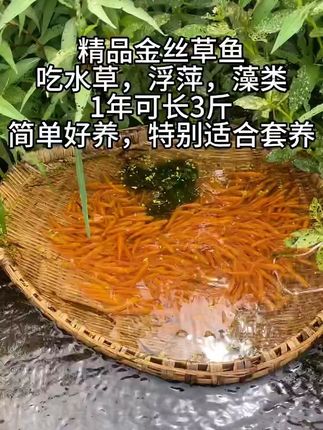 #金丝草鱼苗 #优质种苗 #养鱼养心 #水产养殖