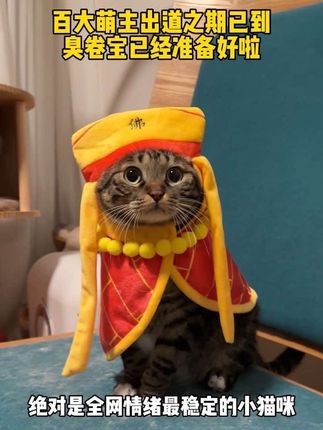 挑战全网情绪最稳定的小猫咪 #新晋百大萌主正式出道 #萌主总动员 #抖in萌宠计划