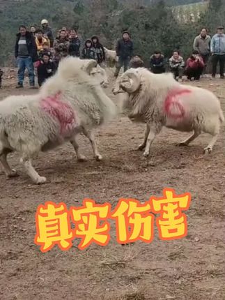 #云南斗羊#云贵斗羊@感谢官方上热门!