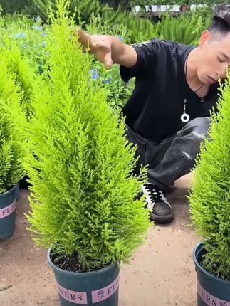香松绿植盆栽 香松绿植盆栽多年生四季常青庭院阳台花境植物#小香松 #香松盆栽 #四季常青 #园艺生活 #绿植 @DOU+上热门 @DOU+小助手