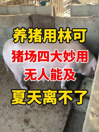 #猪场#养猪#养猪人