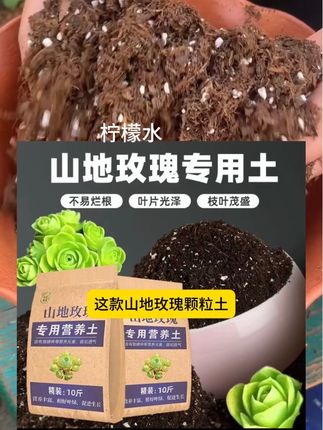 山地玫瑰多肉种植用什么土,可以用这个山地玫瑰专用营养土#园艺 #记录多肉生活 #多肉植物 #营养土 #山地玫瑰多肉