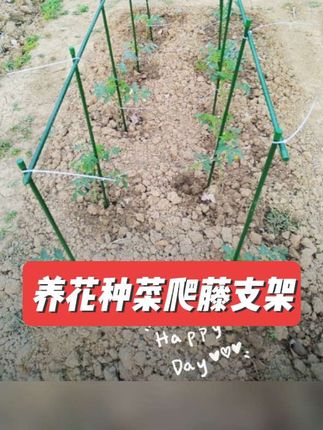 #农业种植 #爬藤支架 可以重复使用7--8年的瓜果蔬菜爬藤支架#在家种菜 #养花种菜#支撑杆伸缩
