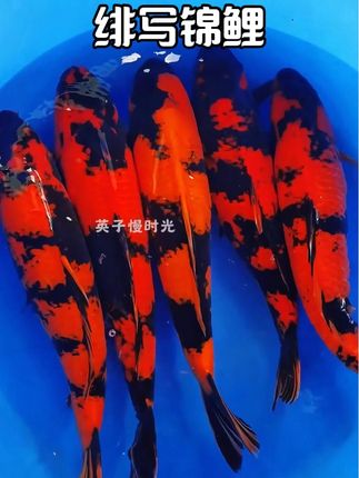 绯写锦鲤 #观赏鱼#水族#养鱼人#养鱼日记#鱼缸里的大自然 @抖加🔥上热门🔥dou+🔥热点宝