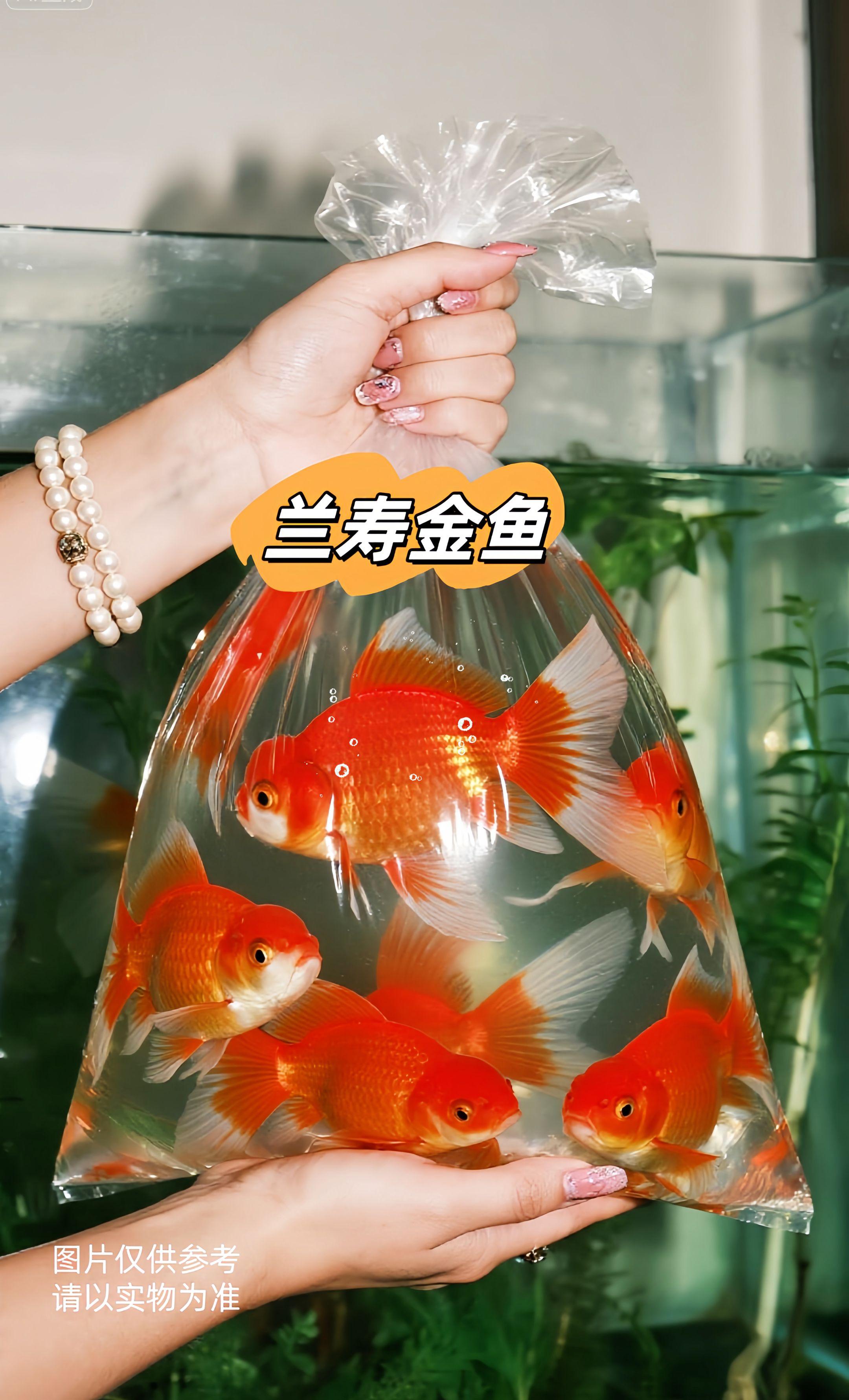 精品兰寿金鱼。#观赏鱼 #水族 #鱼缸里的大自然 #水族爱好者 #兰寿