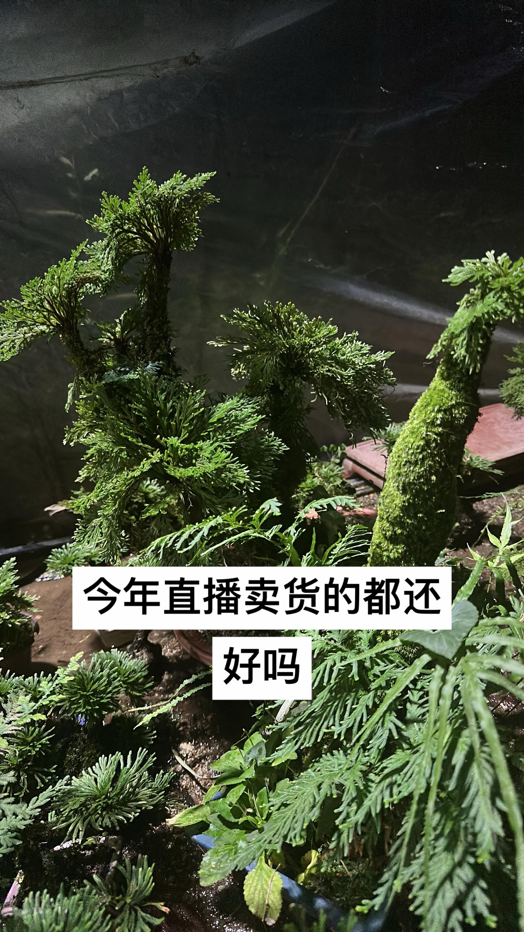 #盆栽种植 #别墅庭院植物 #花卉种植 #老桩盆景 #卷柏 同行们过的怎么样了