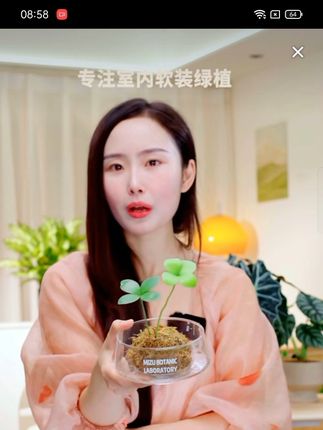 可爱墨西哥铁树苔藓球盆栽室内客厅办公室桌面观叶趣味花卉绿植
