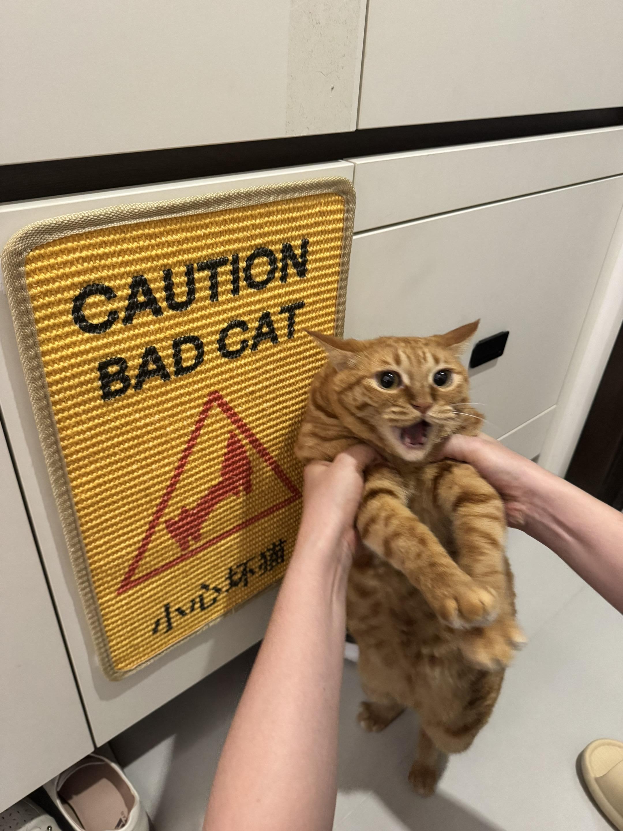 real bad cat!软绵绵的小猫就别配硬曲了