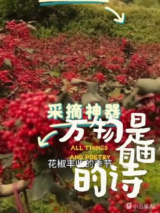 #巨量千川 #看过来 #花椒之乡 #特色农产品 #摘花椒神器 省时省力效率翻几倍