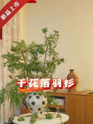 #好物推荐🔥 #落羽杉 #干花落羽杉 #生活美学 #装饰
