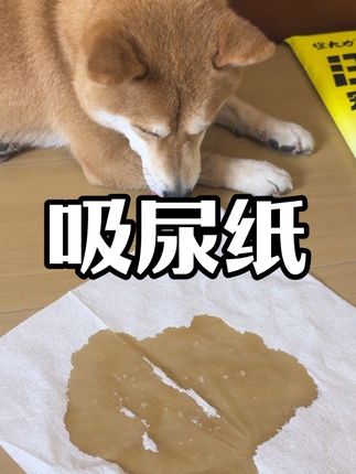 小狗在家乱尿了,用了这款吸尿纸就知道多方便了,不用拖地,不用拿纸巾吸,用吸尿纸一铺啥事都解决了,真的太适合我们这种爱干净又图省事的养狗人了#宠物吸尿纸 #徐大力吸尿纸 #新手养狗 #养狗经验分享 #科学养宠攻略