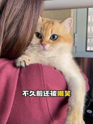 不久前还被嘲笑长的像猴,现在已经是圆润小猪咪了#萌宠好物 #科学养宠攻略 #猫咪掉毛