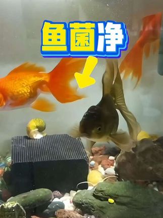 新手养鱼遇到这些问题不要慌教您轻松解决!#养鱼#新手养鱼 #观赏鱼 #鱼菌净 #养鱼日记