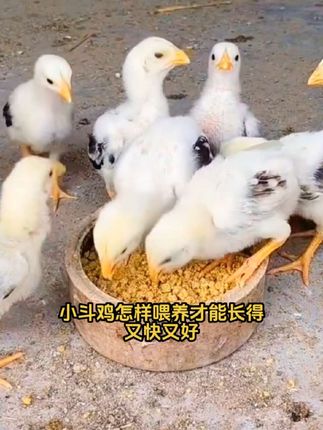#小斗鸡#高质量斗鸡#斗鸡养殖技术#斗鸡爱好者#斗鸡文化