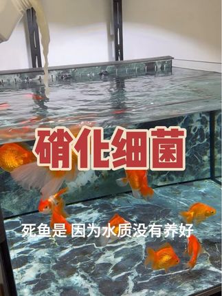 想要养出空气缸,就用硝化细菌,养出水清鱼靓的空气缸#鱼缸过滤 #空气缸 #观赏鱼 #锦鲤鱼 #水族用品